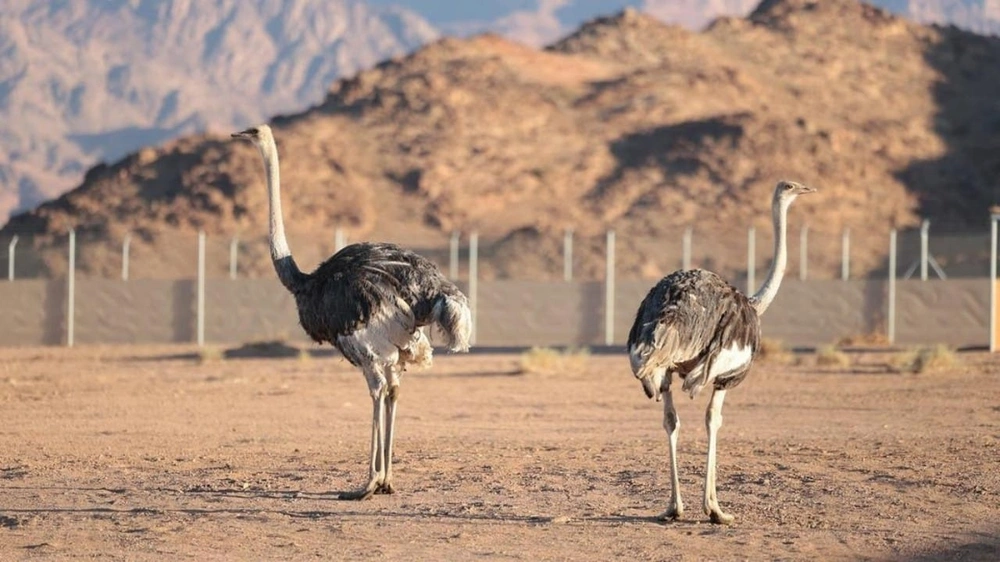 37893614-3c6a-49cf-b9c1-c0466a0e9d9c.jpg 37893614-3c6a-49cf-b9c1-c0466a0e9d9c.jpg