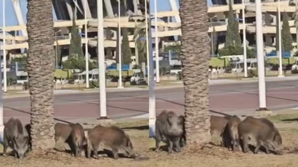 3b171283-0235-4b8f-80b6-5ab5a3b796ee.jpg 3b171283-0235-4b8f-80b6-5ab5a3b796ee.jpg