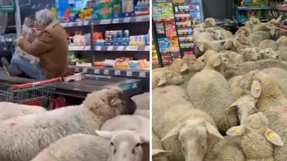 4e0761a3-ed8d-432b-ad8e-e3a0ea8ca46d.jpg 4e0761a3-ed8d-432b-ad8e-e3a0ea8ca46d.jpg