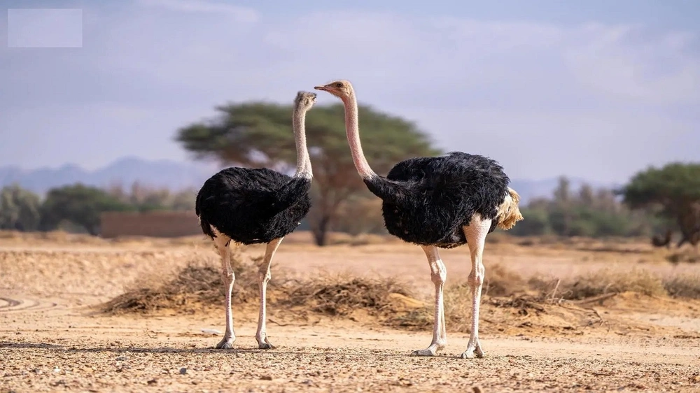 4f6e621c-48bb-4197-ab67-9ae05d20763f.jpg 4f6e621c-48bb-4197-ab67-9ae05d20763f.jpg