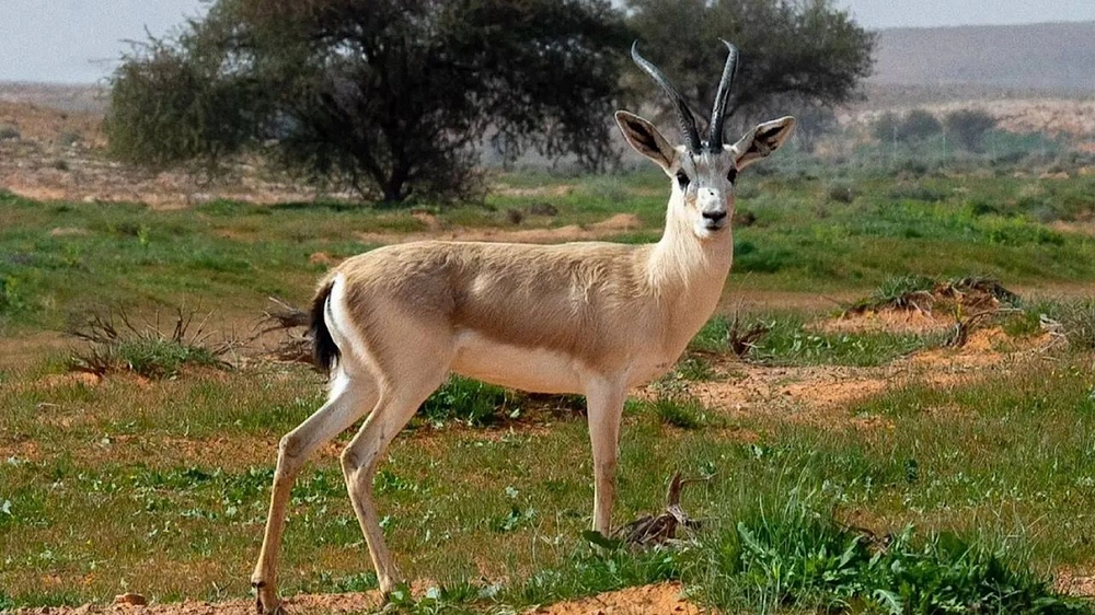 8f075489-72cf-4b84-90ce-1f3f24ab49b9.jpg 8f075489-72cf-4b84-90ce-1f3f24ab49b9.jpg