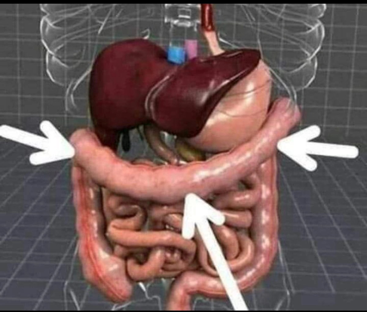 ، القولون