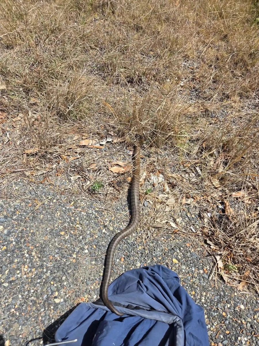 WhatsApp Image 2025-10-21 at 8.20.50 PM.jpeg WhatsApp Image 2025-10-21 at 8.20.50 PM.jpeg