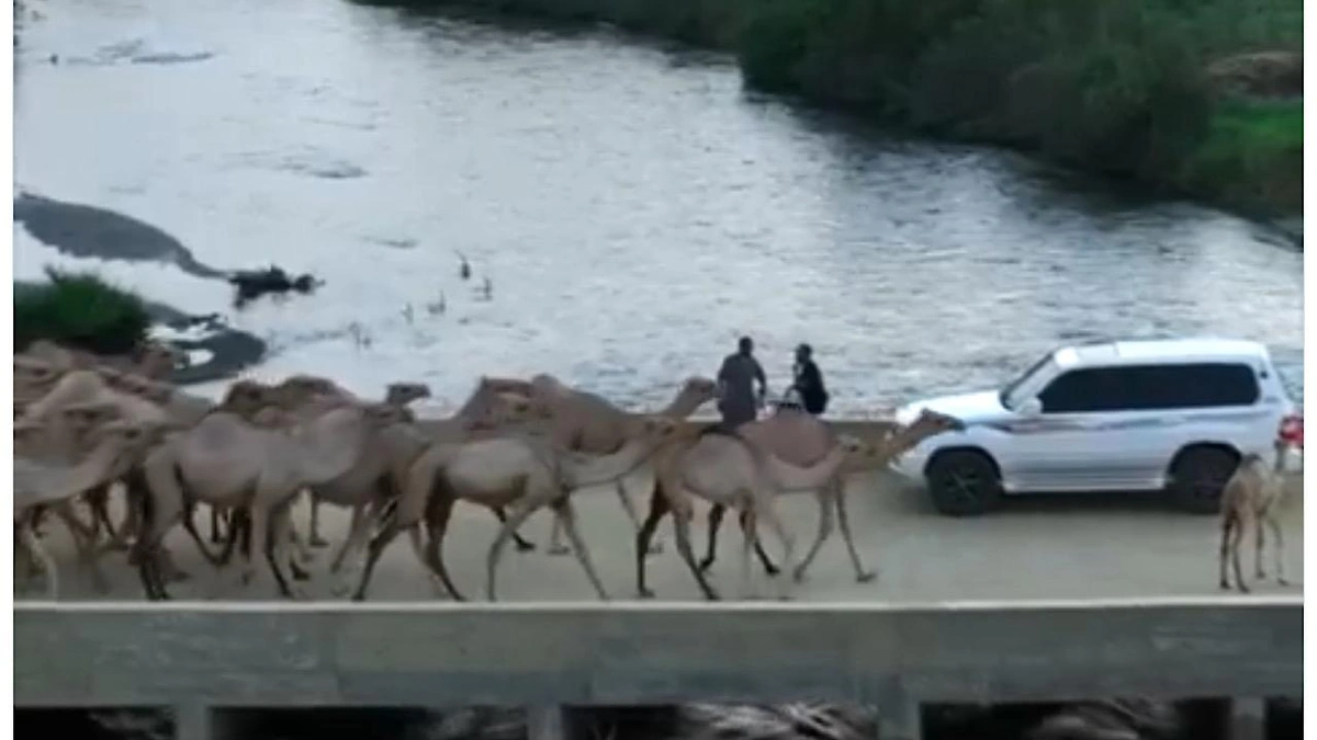 القنفذة،البحر القنفذة،البحر