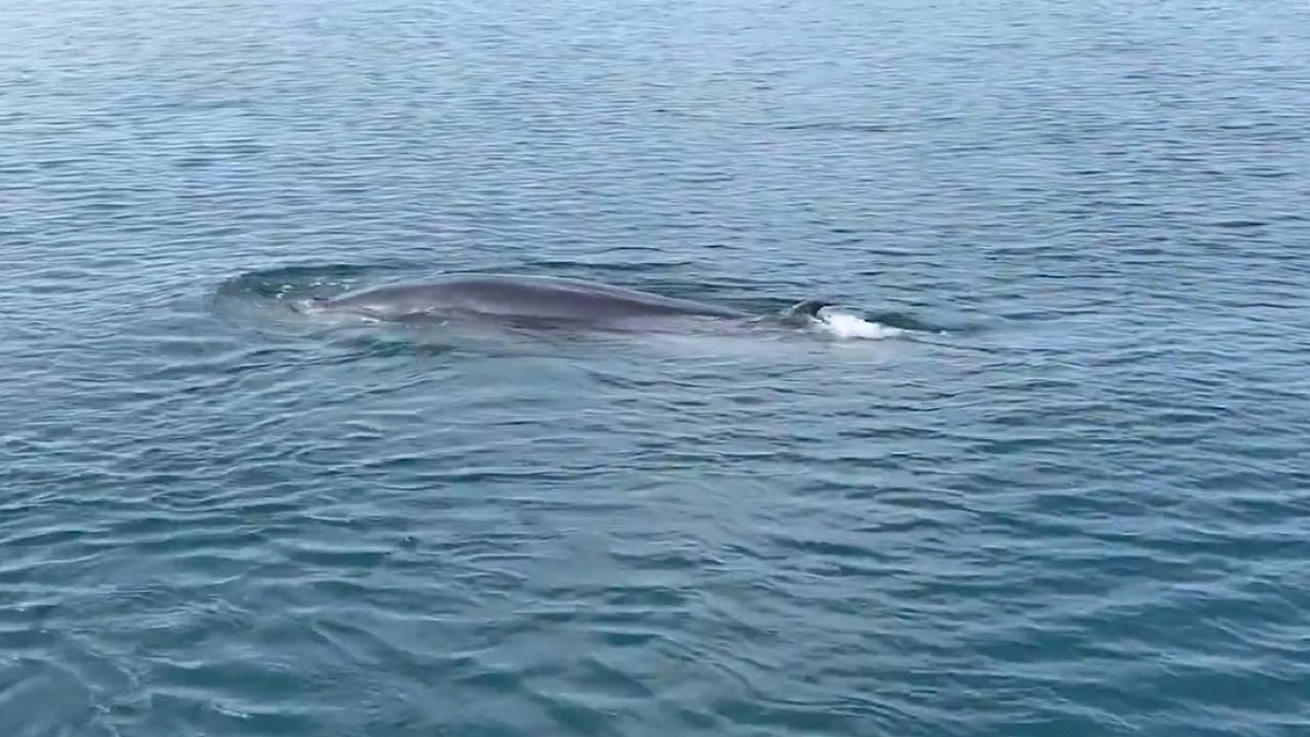 حوت بريدي حوت بريدي