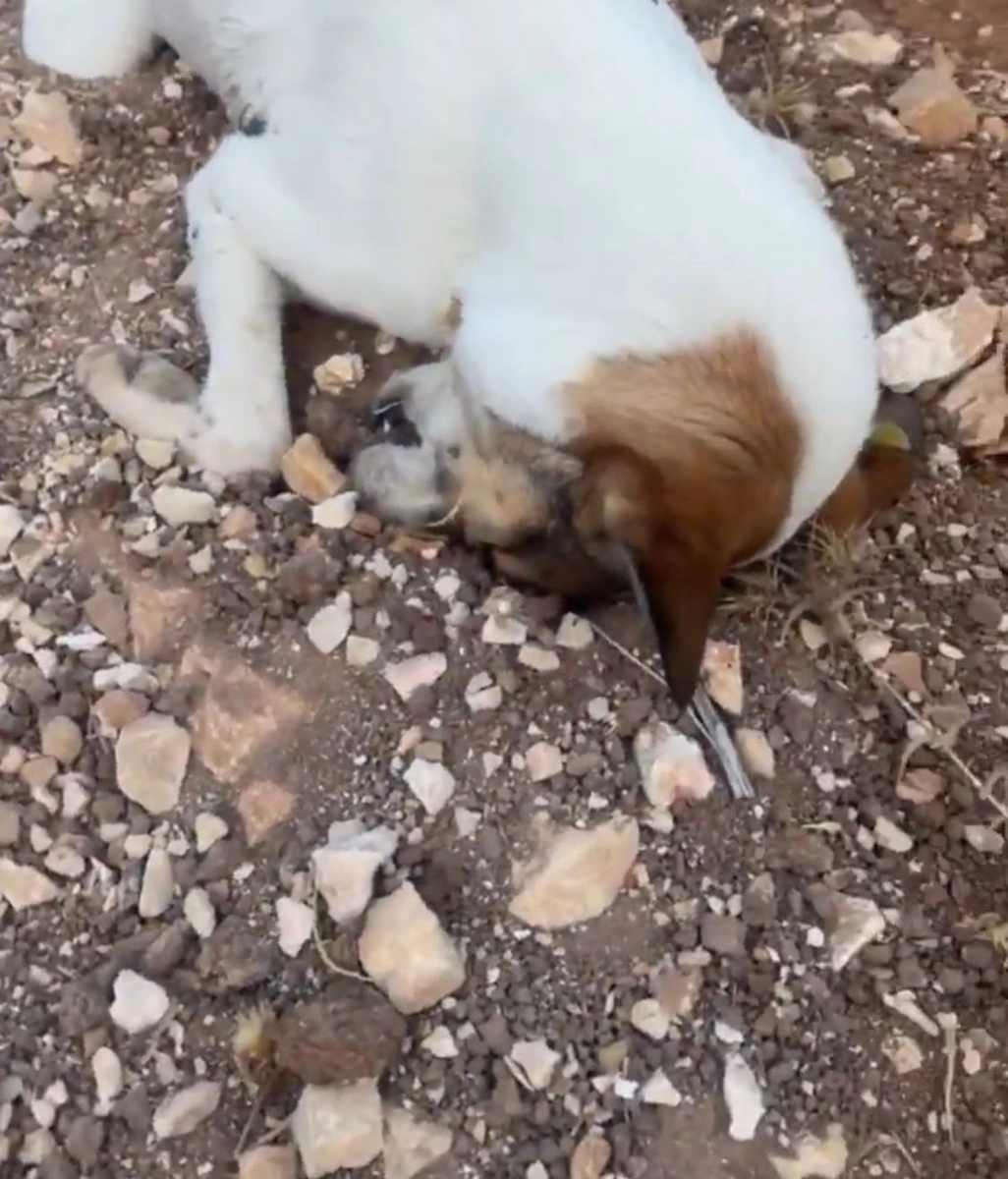 WhatsApp Image 2025-11-09 at 12.57.05 PM (1).jpeg WhatsApp Image 2025-11-09 at 12.57.05 PM (1).jpeg