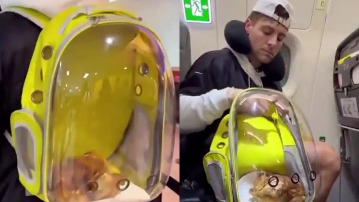 شركات الطيران، رحلات جوية شركات الطيران، رحلات جوية