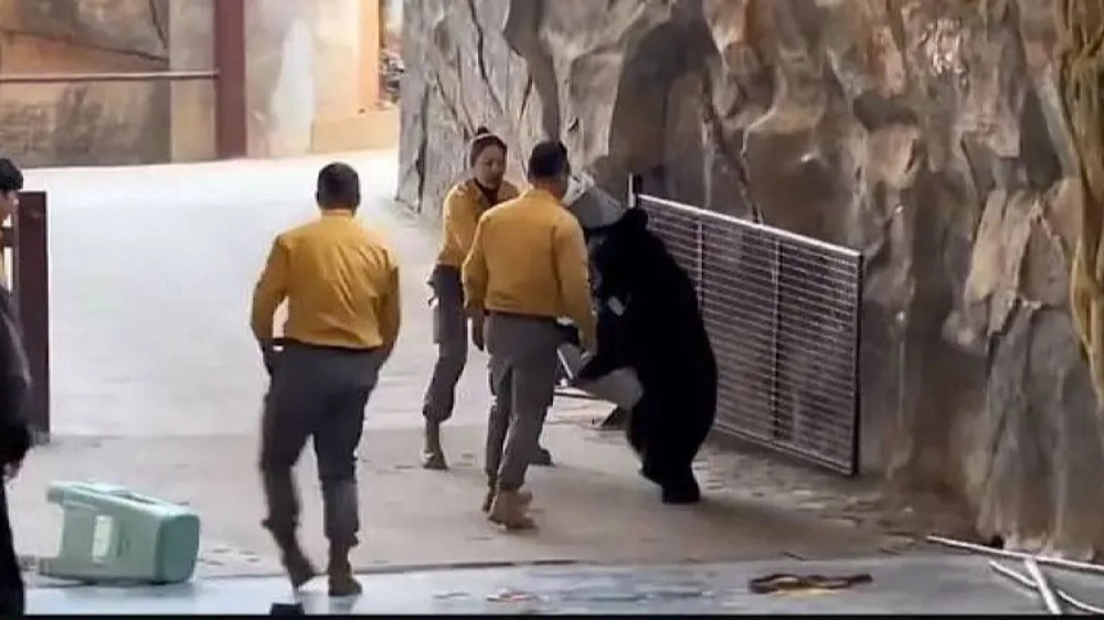 دب , حديقة هانغتشو , الصين دب , حديقة هانغتشو , الصين