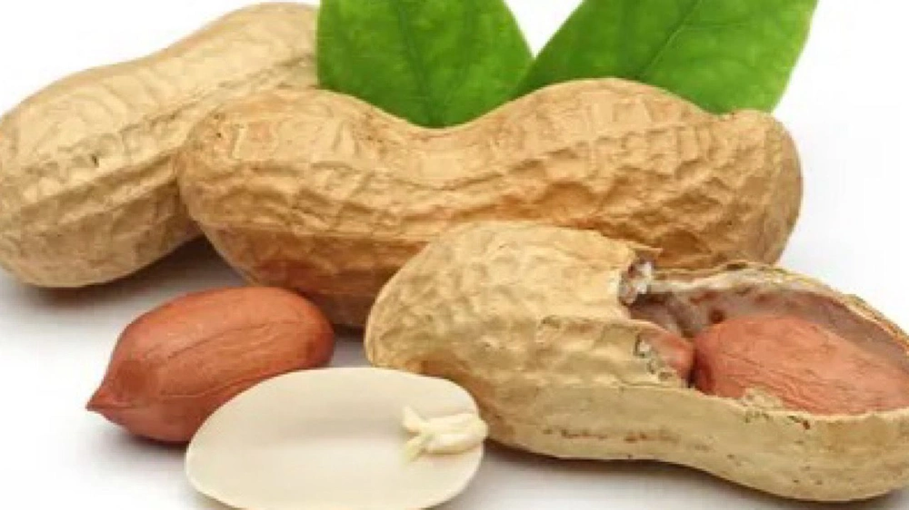 دراسة حديثة , الفول السوداني , وظائف الدماغ والذاكرة دراسة حديثة , الفول السوداني , وظائف الدماغ والذاكرة