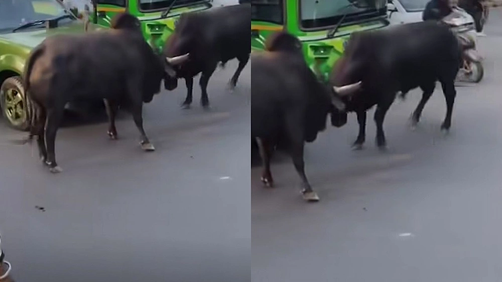 نيودلهي, ثيران,حادث طرق, ازدحام مروري, مواقع التواصل الاجتماعي