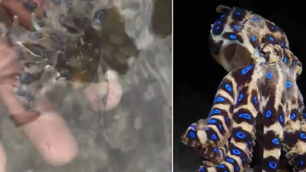 آندي ماكونيل, سائح بريطاني, الفلبين, سم قاتل, التترودوتوكسين, الحياة البحرية, حوادث بحرية