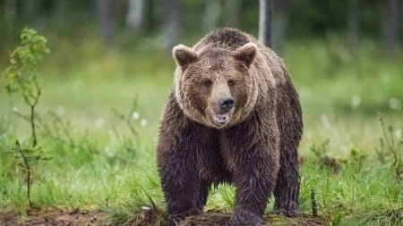 هجوم دب , جبل راوسو, جزيرة هوكايدو, شاب ياباني