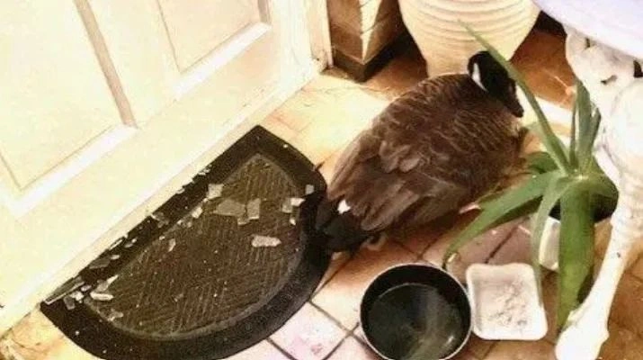 مقاطعة ليسترشير , بريطانيا , &nbsp;أوزة كندية , &nbsp;سيدة بريطانية