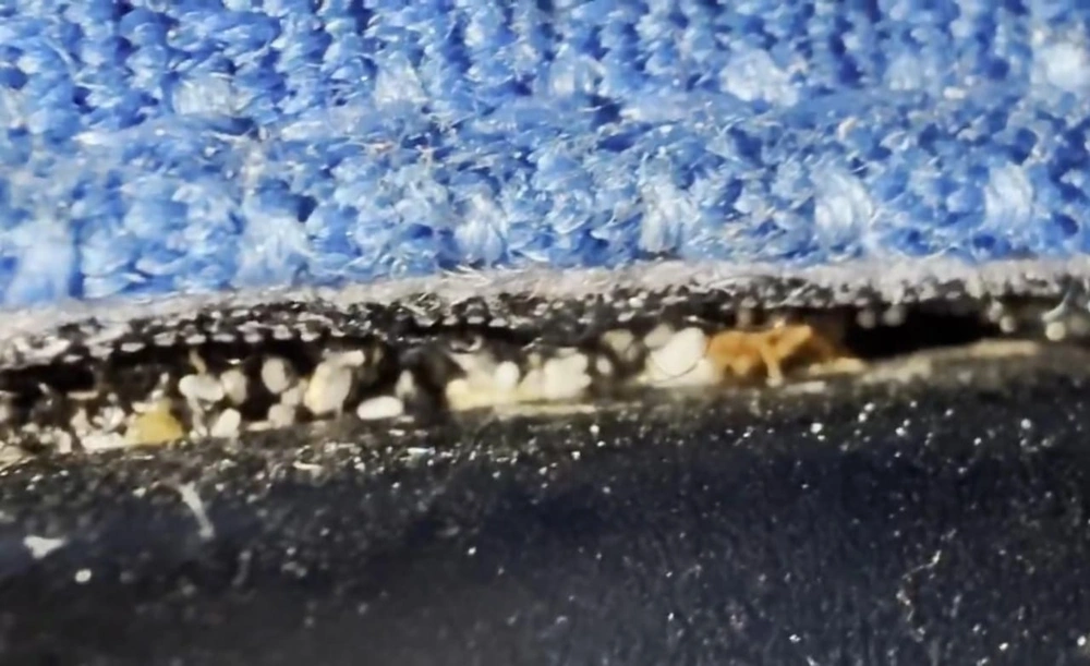 مسافر , شركة طيران أوروبية , بق الحشرات , رحلة جوية