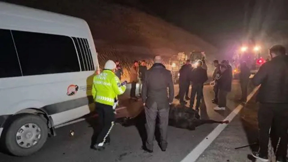 خيول عربية أصيلة &nbsp;, &nbsp;مزرعة حكومية , &nbsp;تركيا , طريق سريع