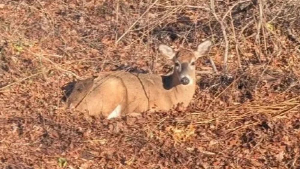 غزالة ,  لونغ آيلاند  ,  ولاية نيويورك ,  منازل