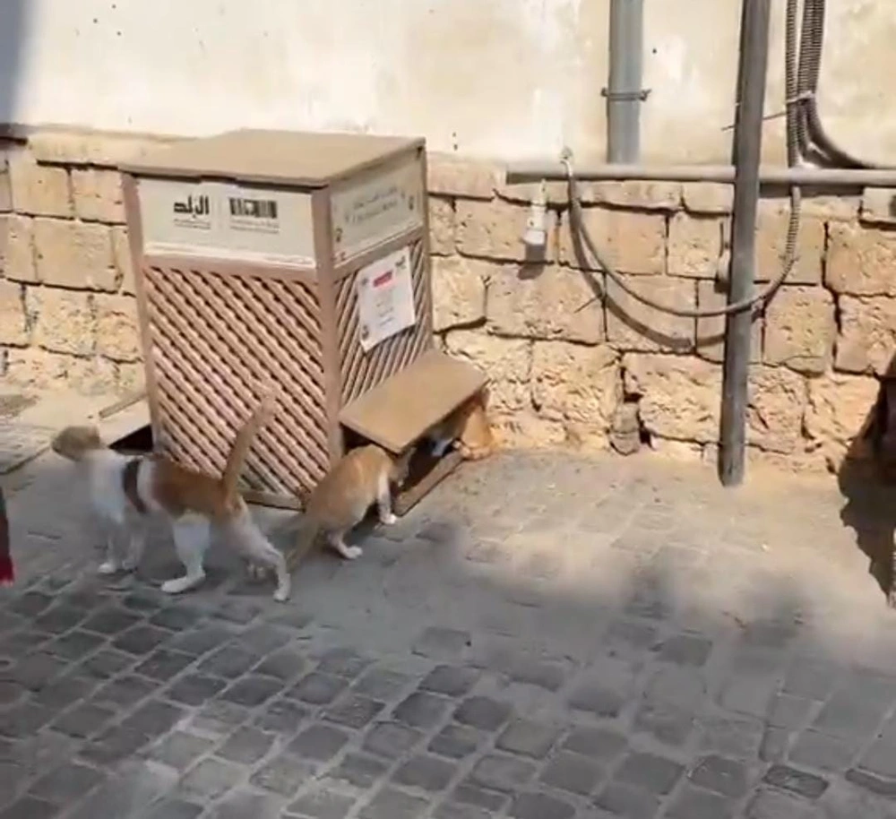 سائحة أجنبية, جدة التاريخية, جولة , القطط , مقطع فيديو